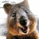 quokka2