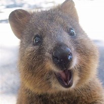 quokka