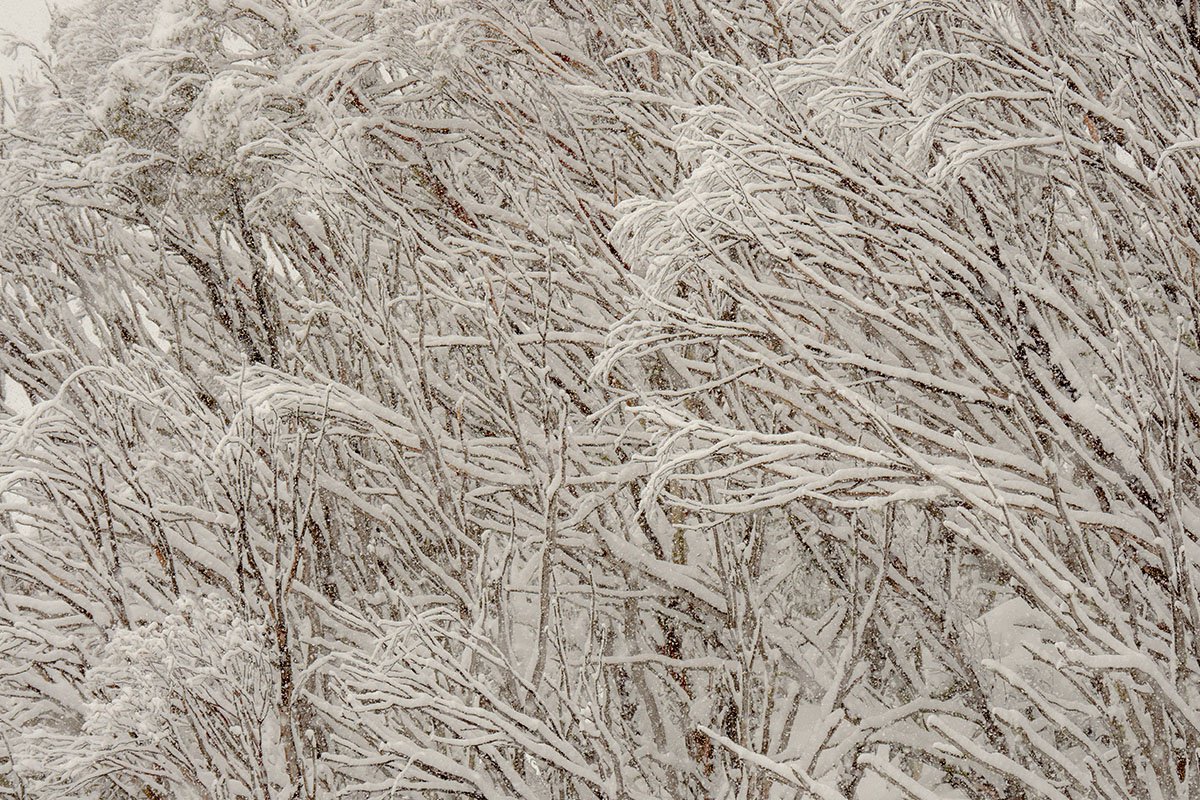 August Snowfall Blog Trees