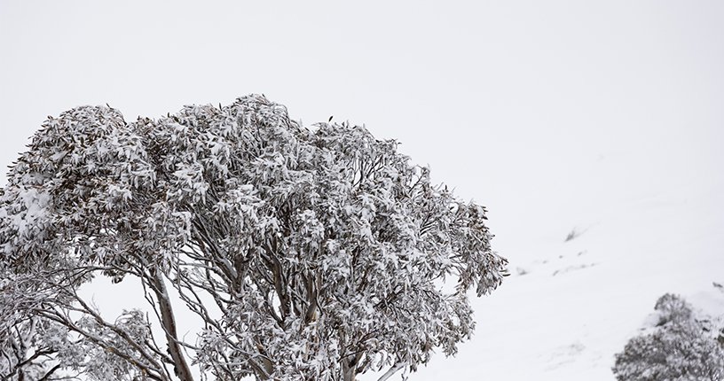 October Snowfall