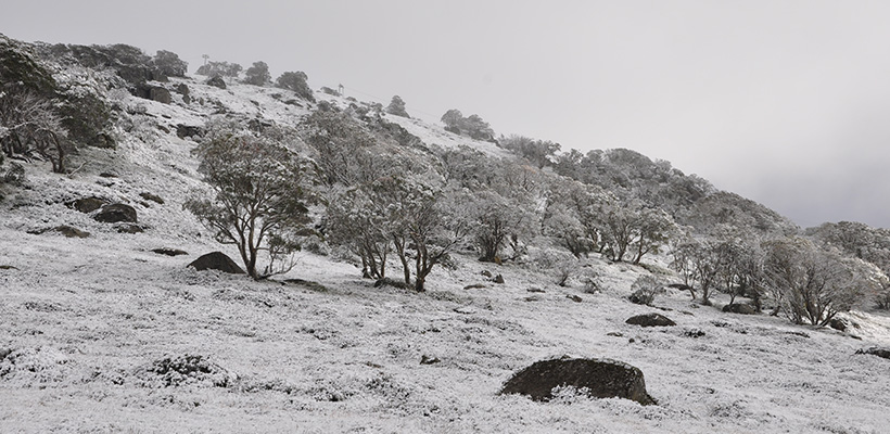 First Snow 2017 4