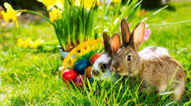 Easter Bunny 395 x 220