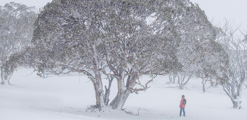 Blog snowy trees