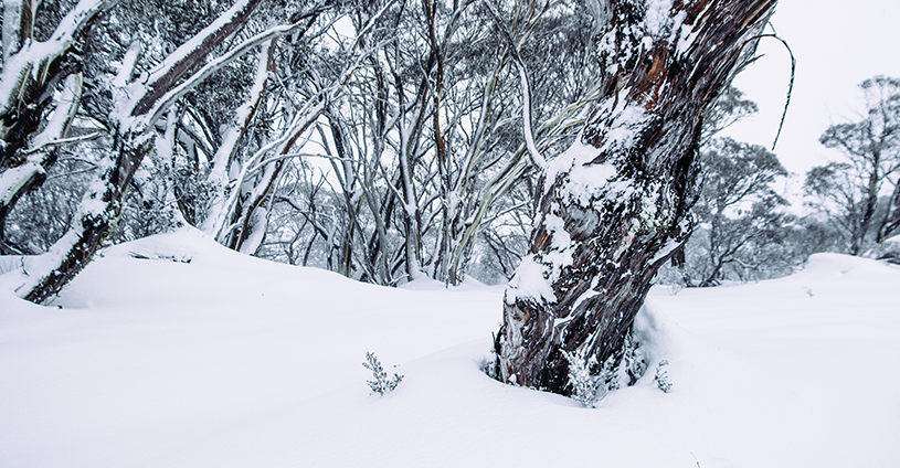 Perisher Snowfall July Header 5