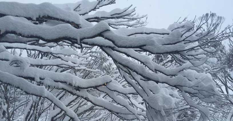 Gum Trees Fresh Snow