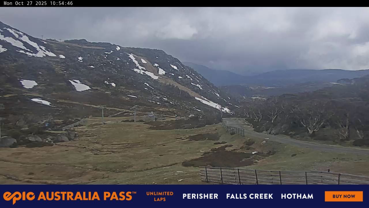 Blue Cow Snow Cam