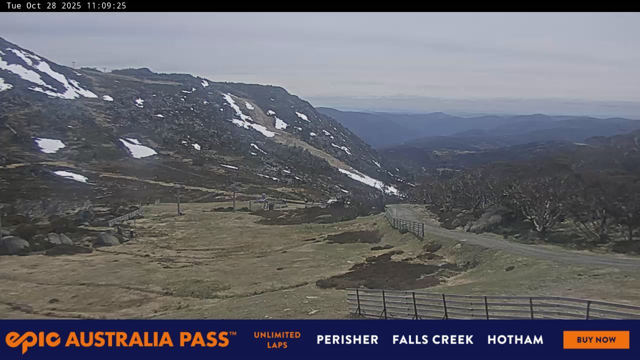 Blue Cow Snow Cam