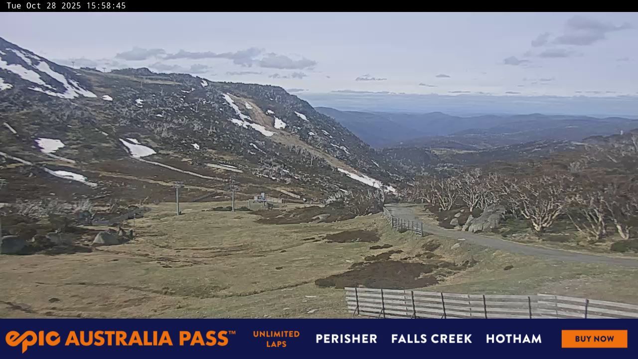 Blue Cow Snow Cam
