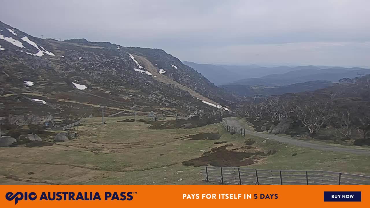 View full-screen Blue Cow Live