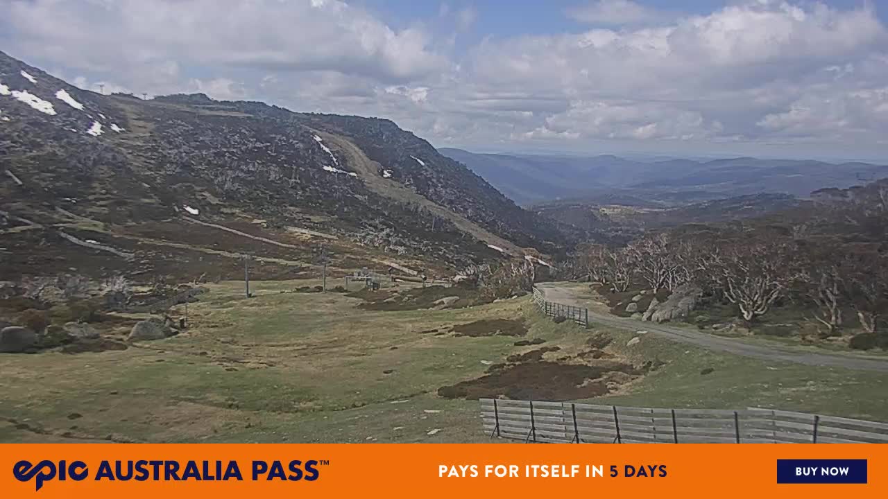 View full-screen Blue Cow Live