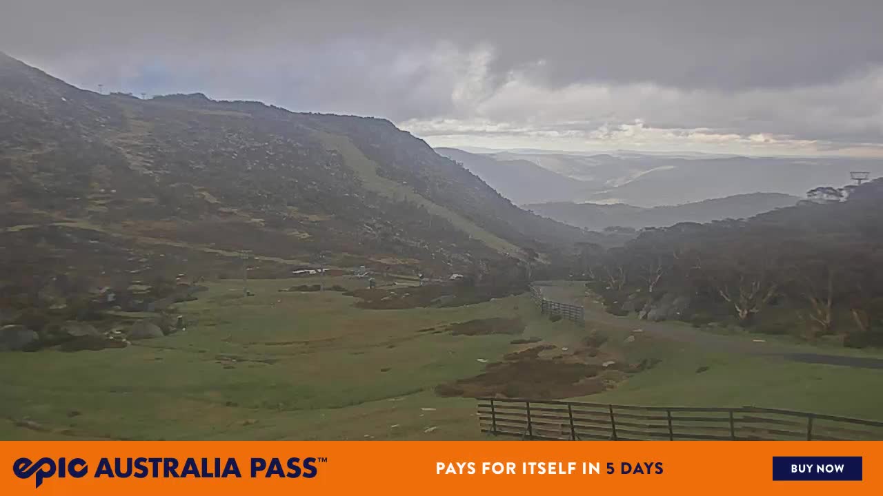 View full-screen Blue Cow Live