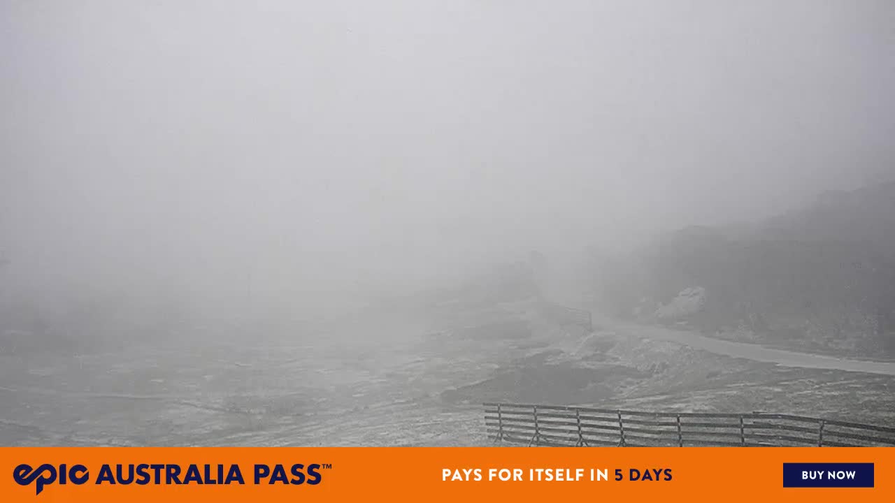 View full-screen Blue Cow Live