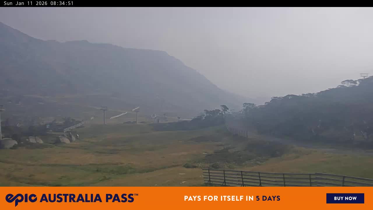 View full-screen Blue Cow Live