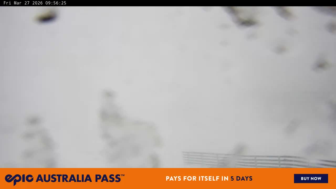 View full-screen Blue Cow Live