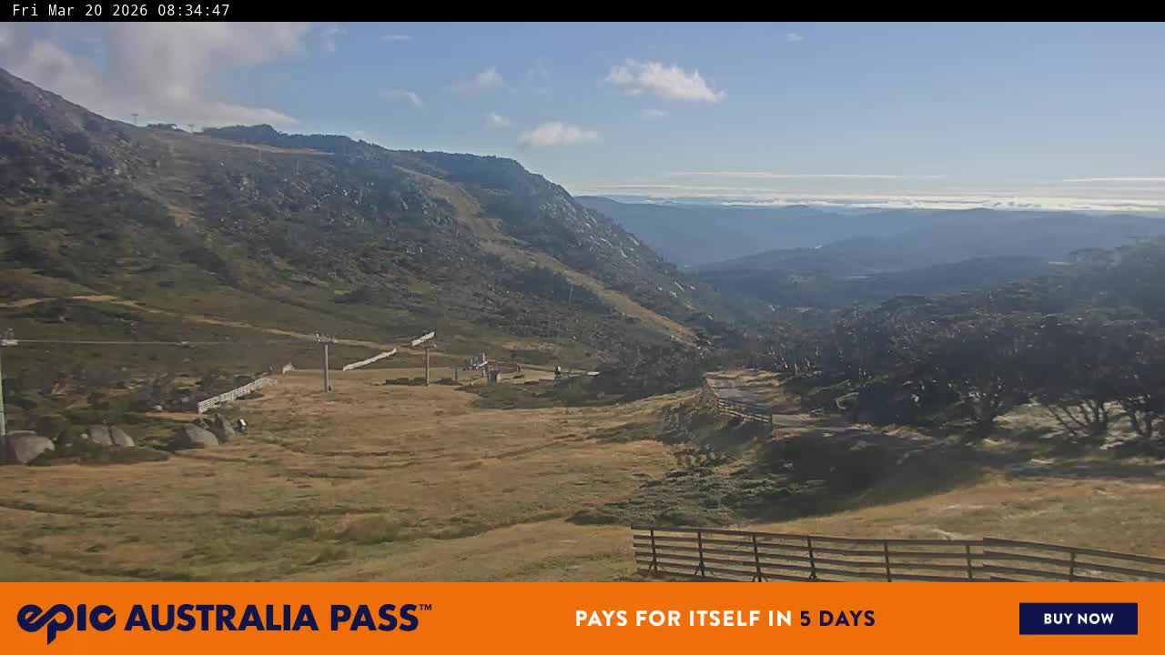 View full-screen Blue Cow Live