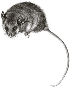 pygmy