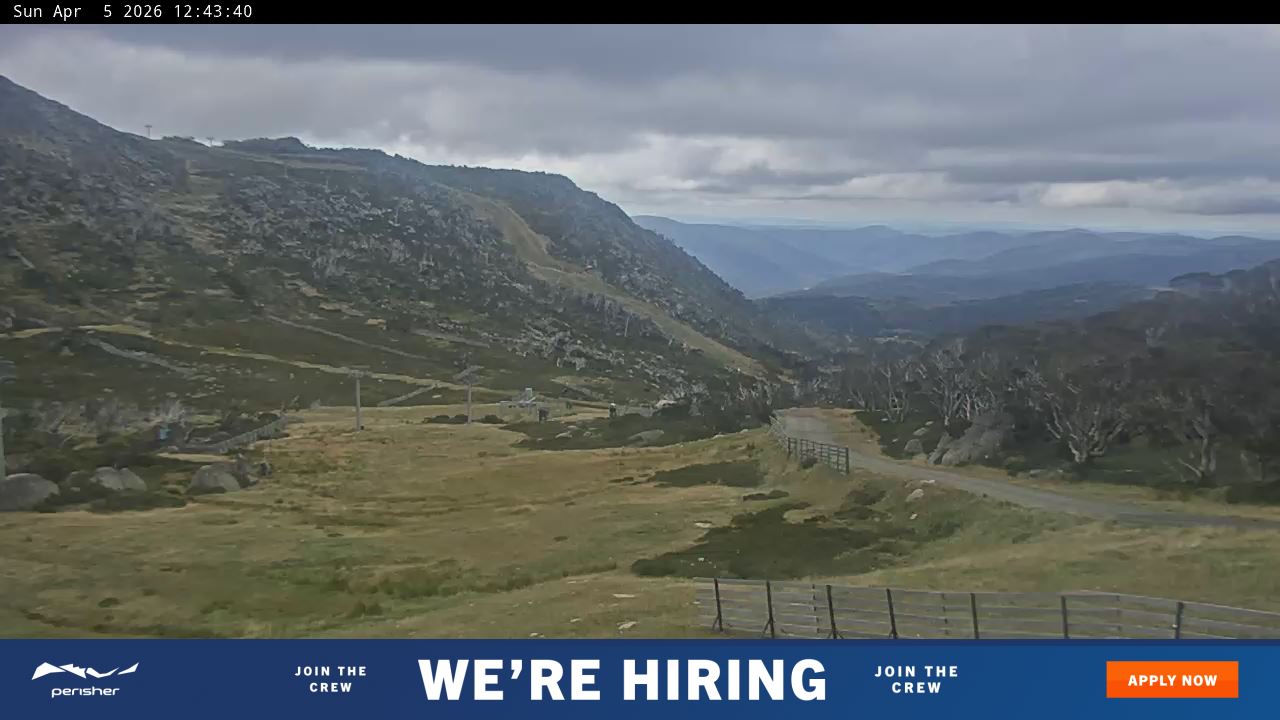 View full-screen Blue Cow